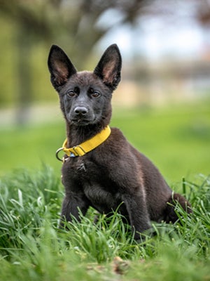 A black shepherd mix