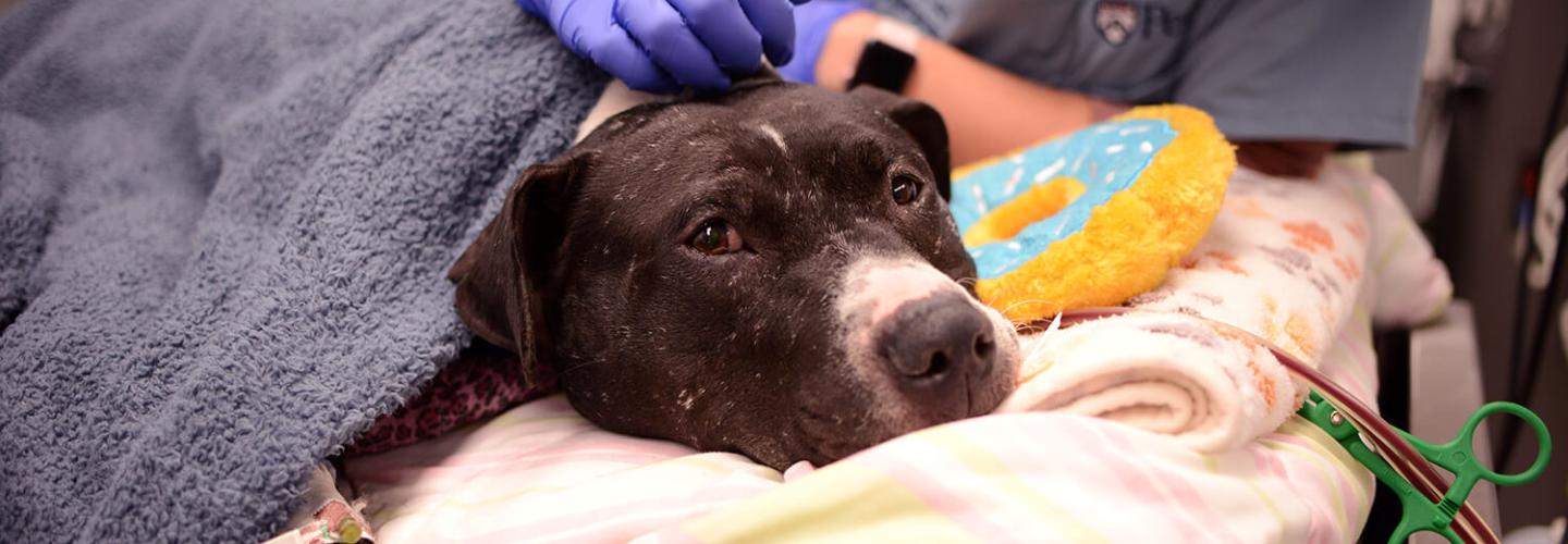 dog receiving extracorporeal therapies