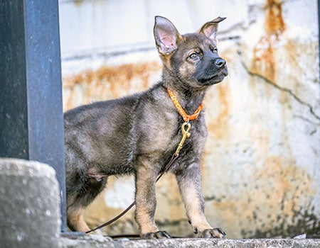 German Shepard Puppy