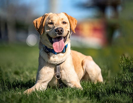 Golden Retriever