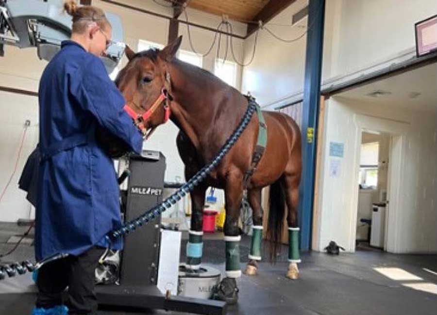 van Eps Laminitis and Endocrinology Laboratory studies horse treatments