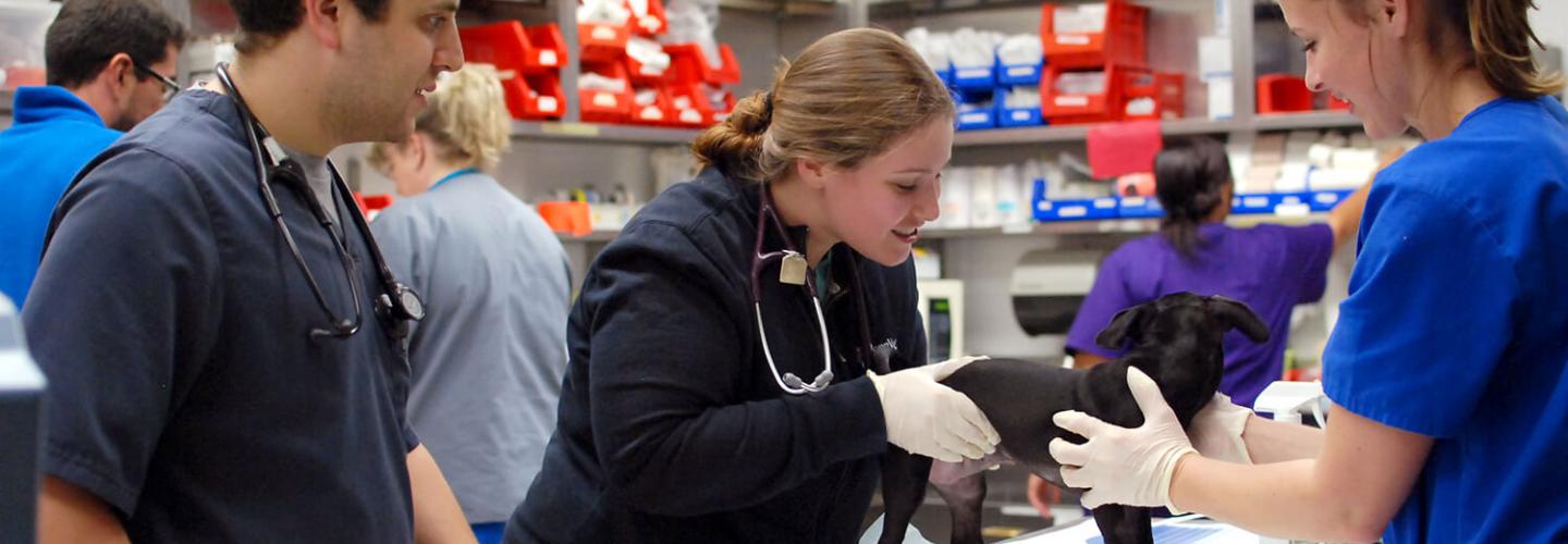 treating animals in the Intensive Care Unit