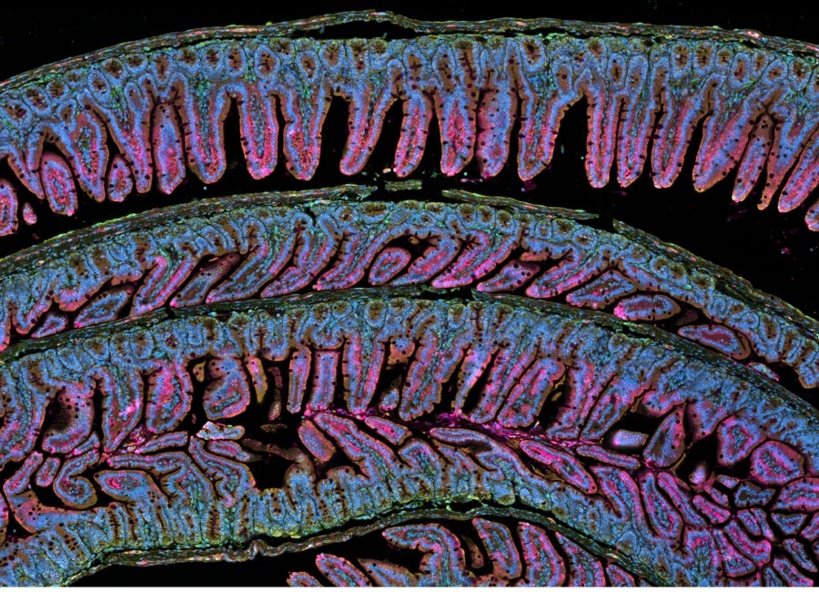 influenza virus is studied by the Institute for Infectious & Zoonotic Diseases