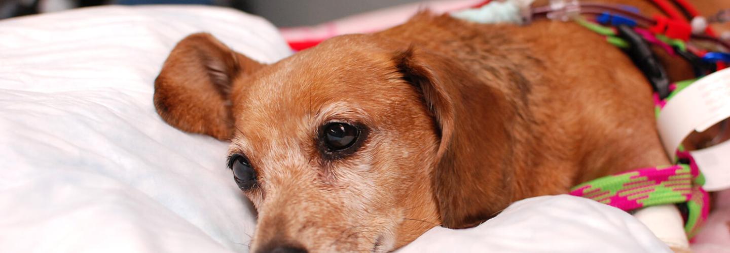 A brown dog laying on a pillow