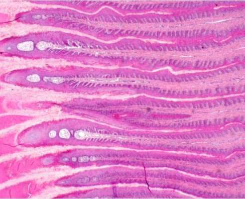 Laminitis Cells