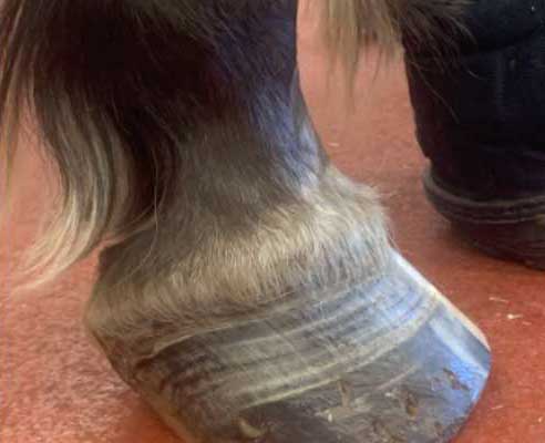 Laminitis Hoof