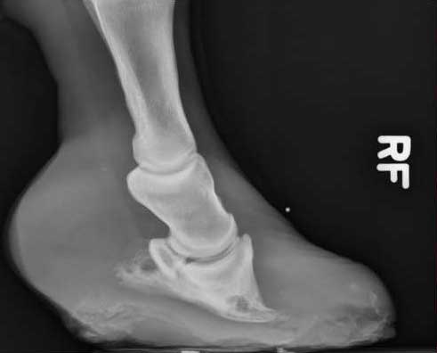 Laminitis Xray