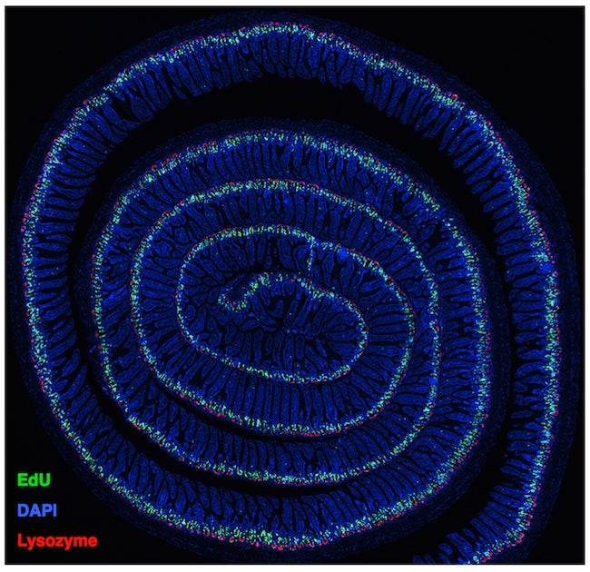 Histological section of the entirety of the murine small intestine