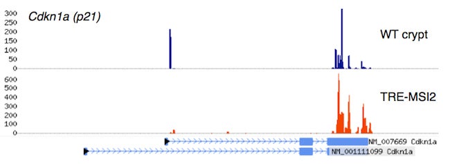 Crosslinking, Immunoprecipitation, and massively parallel sequencing of RNA