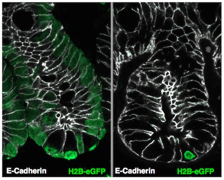 retaining cells of the intestinal crypts