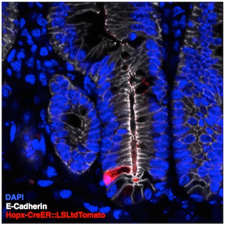 rare reserve intestinal stem cell