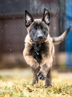 A shepherd mix