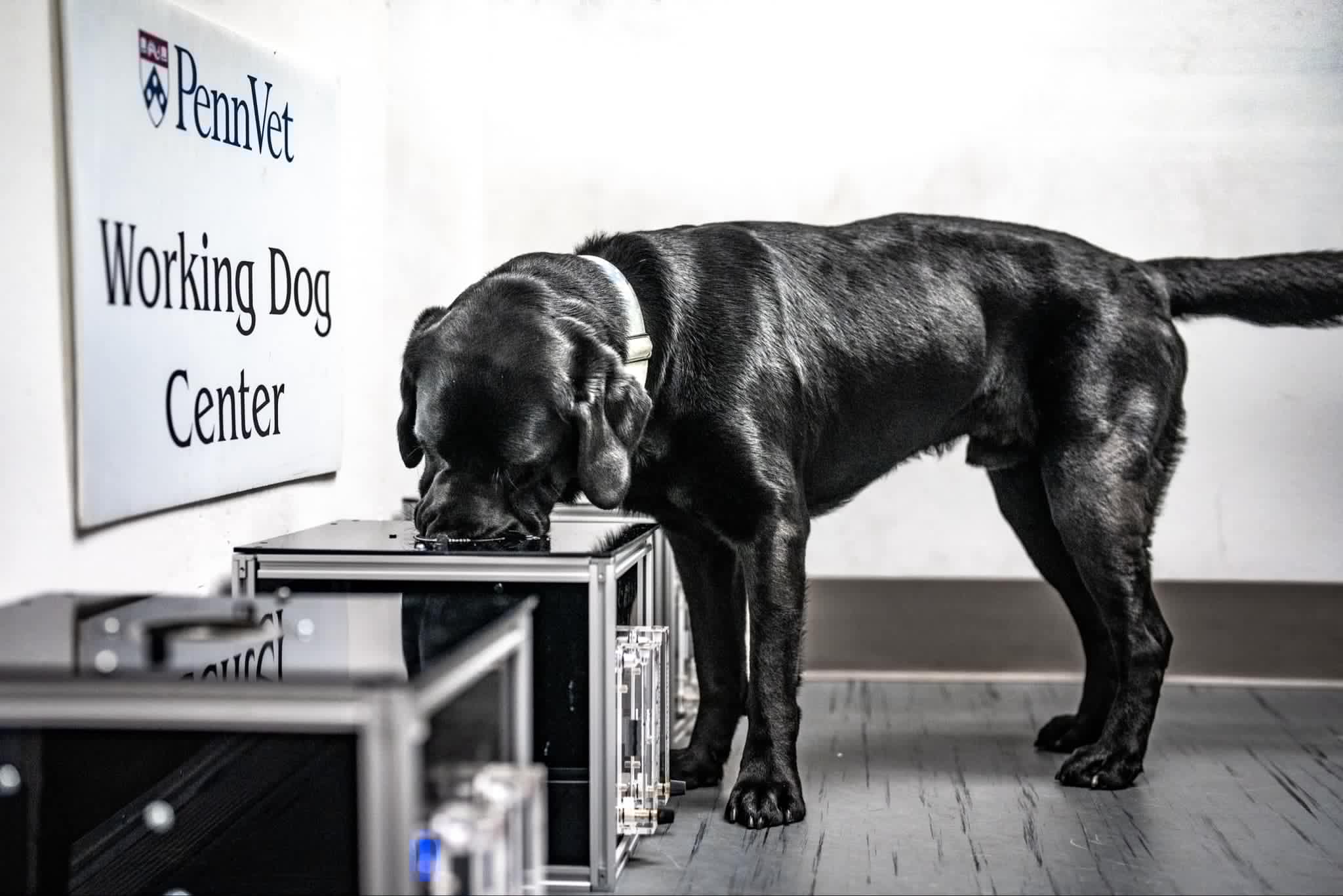 research dog Lucy uses wheel