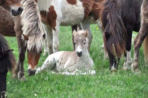 foal with herd