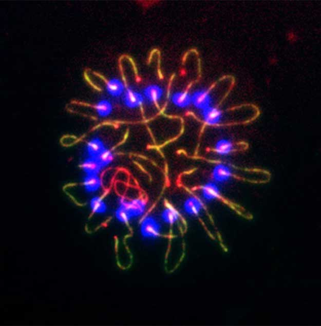 Meiosis