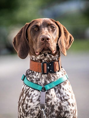 A brown and white spotted dog.
