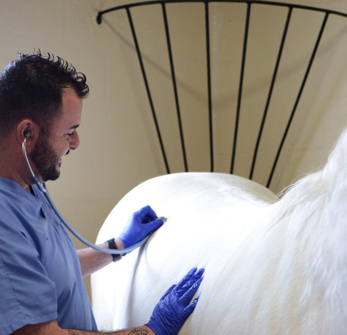 Person listening to a horse using a stethoscope.