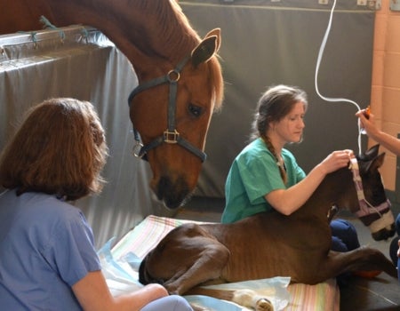 A foal laying down and being taken care of.