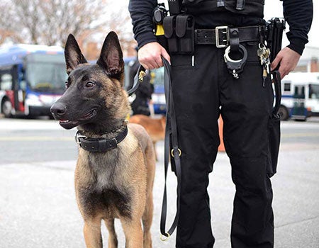 Officer with Dog