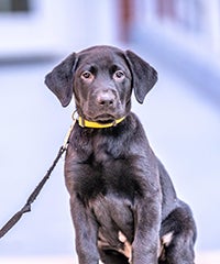 Puppy lab