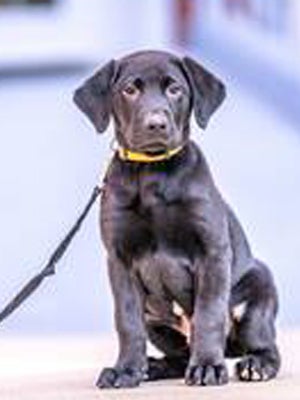 Black lab puppy