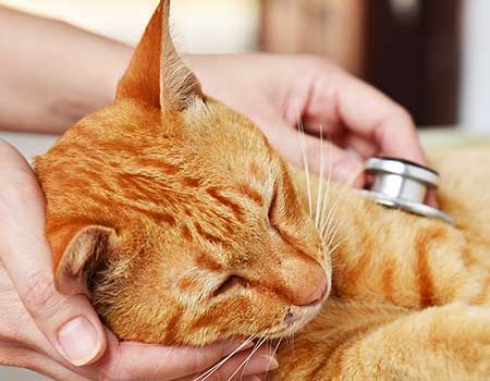 orange cat with stethoscope