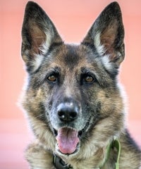 A German Shepherd