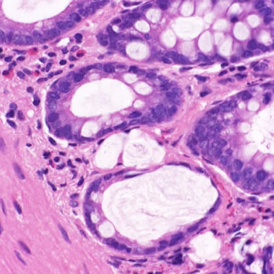 laboratory slide