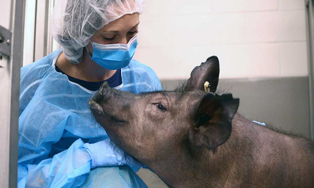 swine receiving care