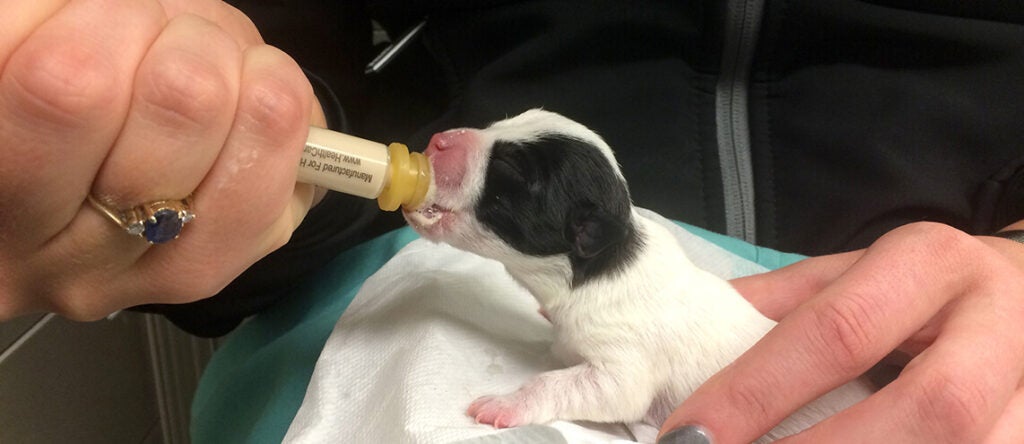 A puppy getting formula in a syringe.