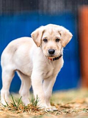 Yellow lab puppy mix.