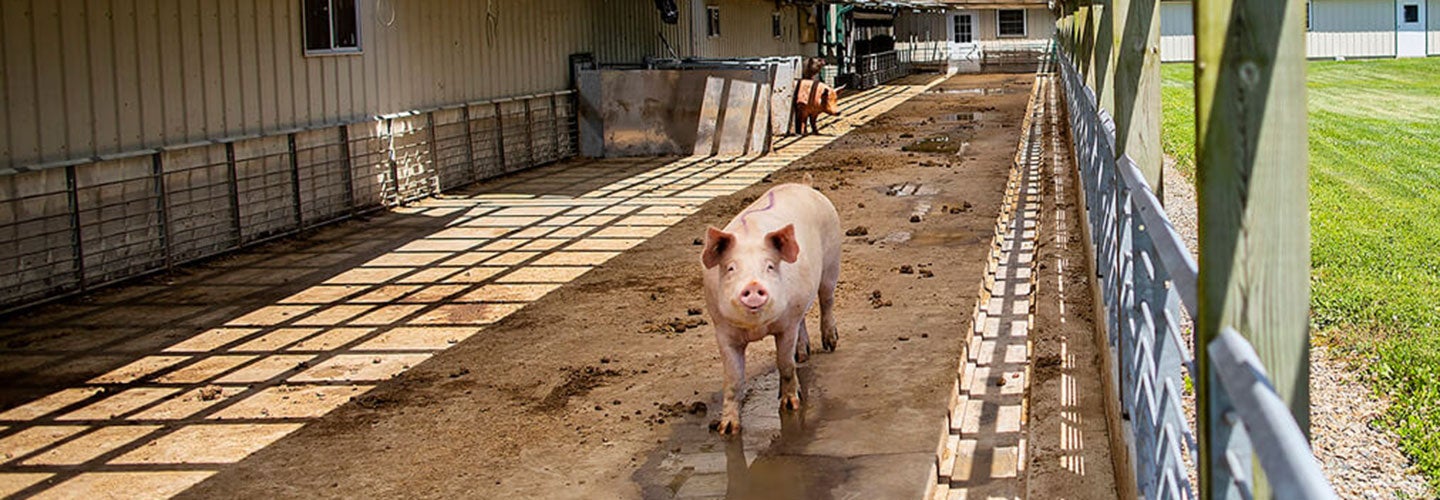 Pigs
