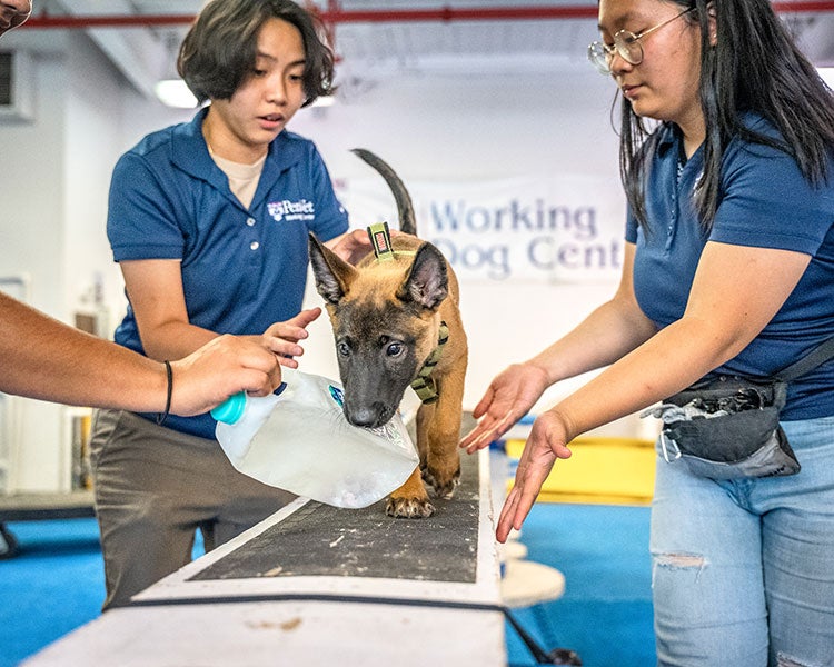 Puppy With Interns