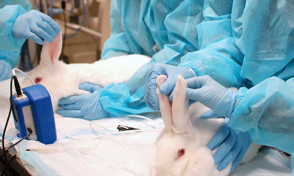 Rabbit Exam