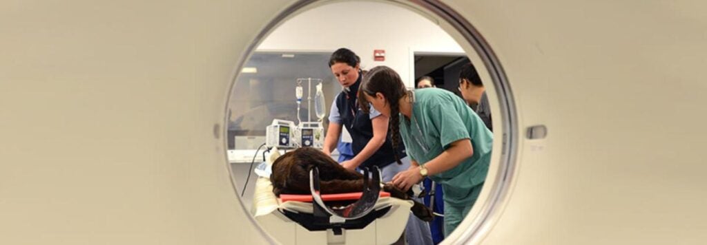 Two people using an imaging device on an animal.