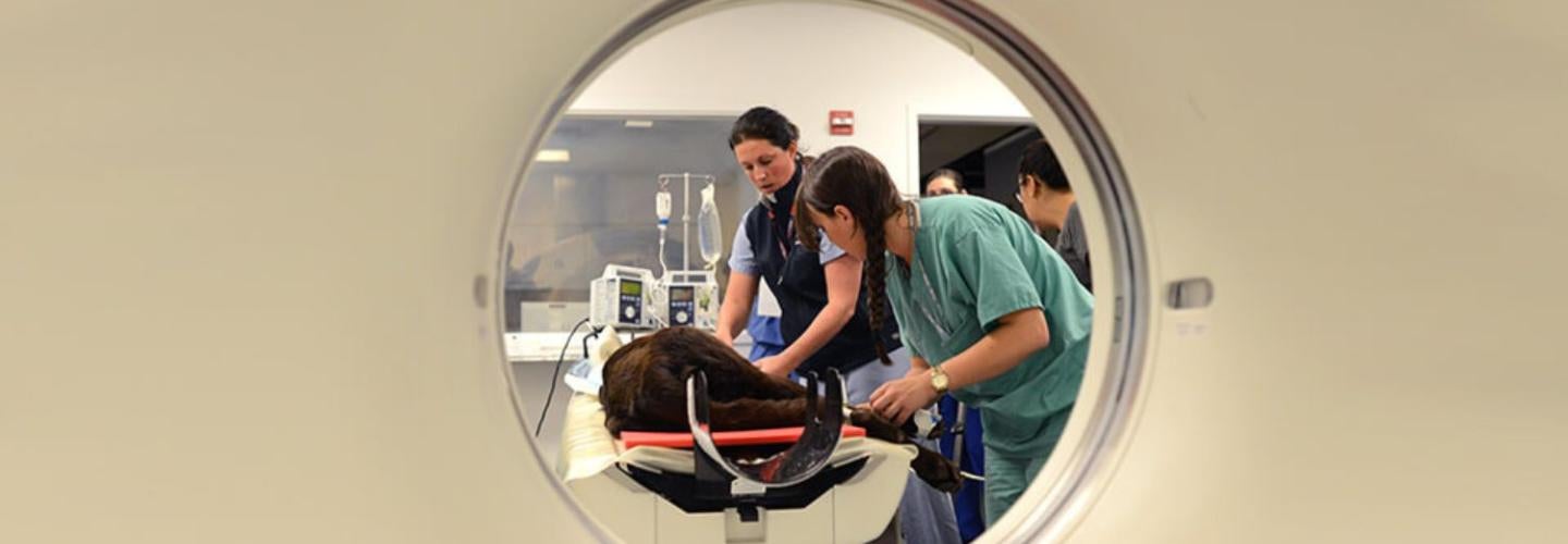 Two people using an imaging device on an animal.
