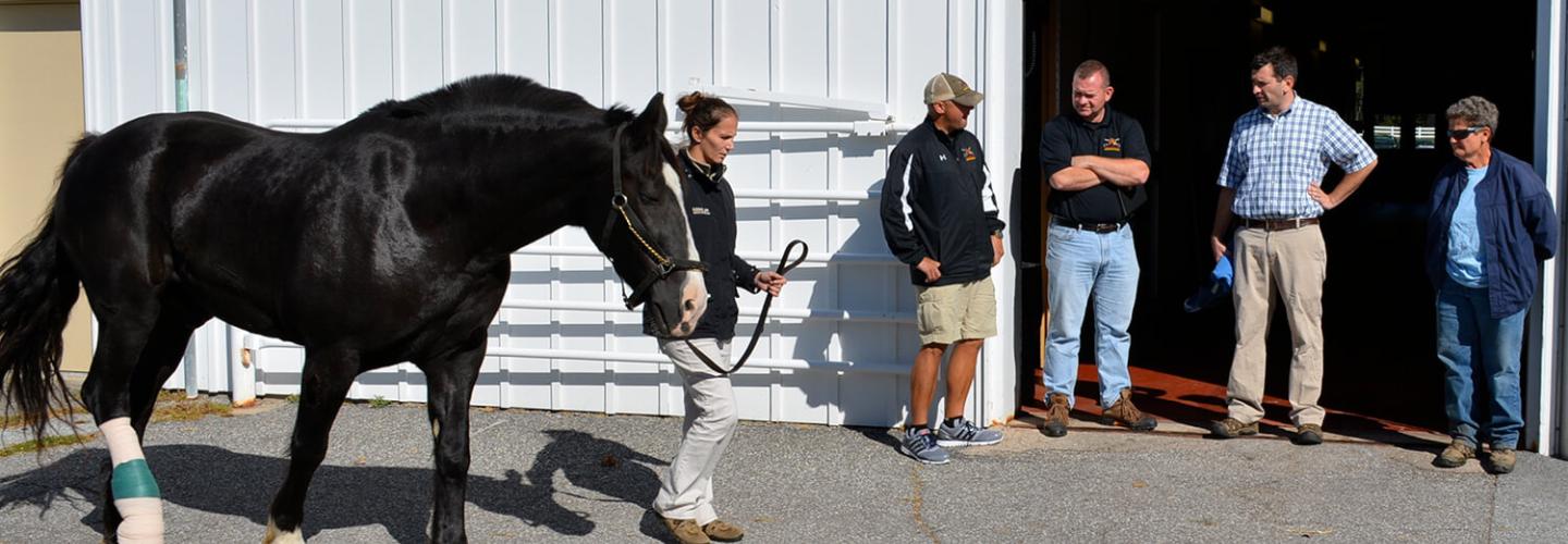 horse on a lead at the New Bolton Center