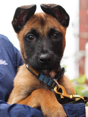 A shepherd mix