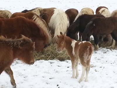 Semi Feral Foal