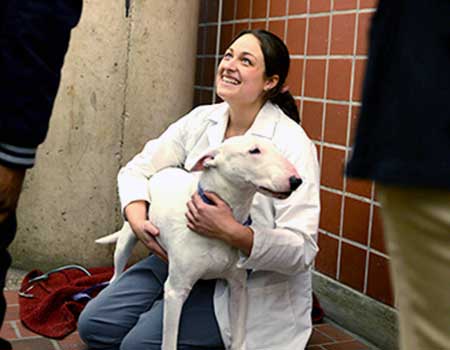 Dr Watson with bull terrier