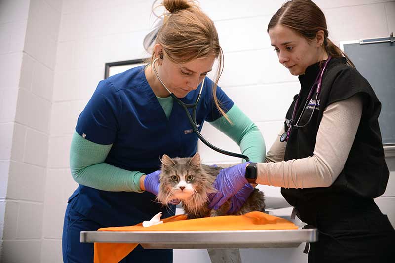 shelter cat receiving care