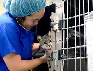 Shelter Medicine Clinical With Cat