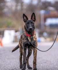 A shepherd mix