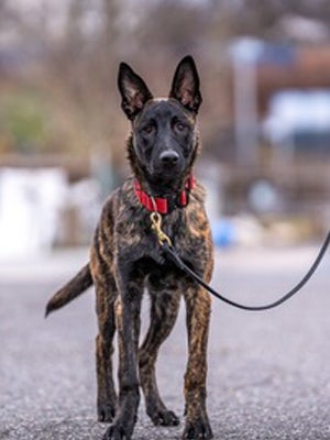 A brown and black shepherd mix