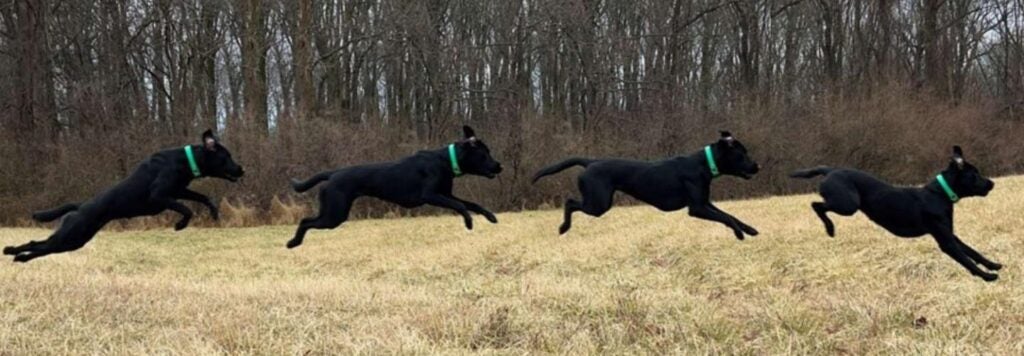 A dog jumping in the air.