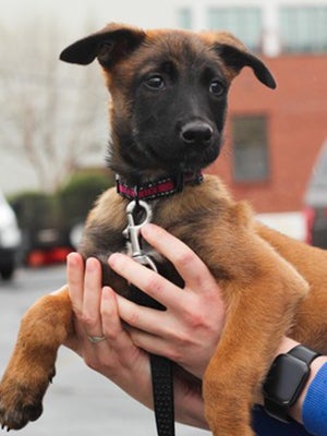 A brown and black puppy.