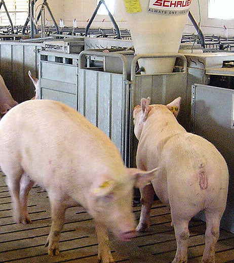 Swine Feed Box