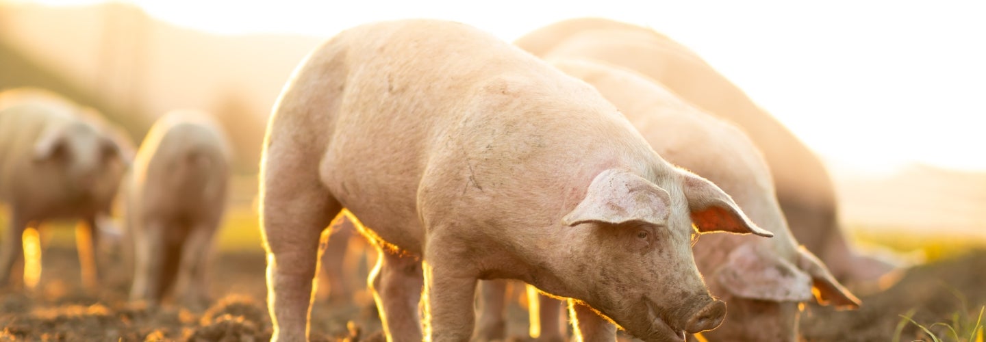 An image of a pig in a pen.