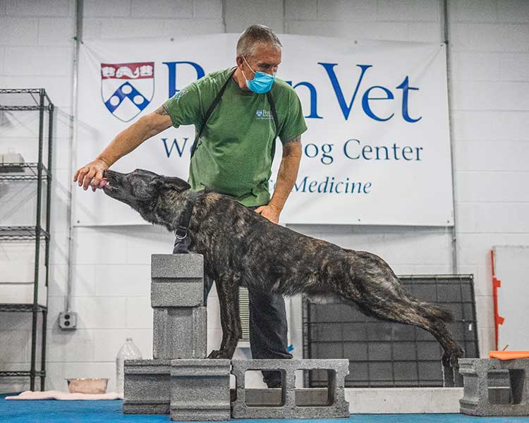 training dogs