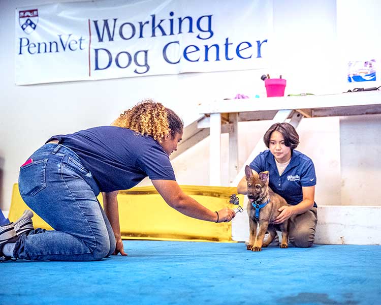 Training Puppy